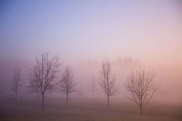 Happy Valley, Oregon, Usa; Foggy Sunrise Over Field