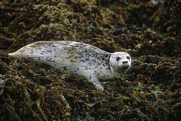 Harbor Seal On Rocks Se Tracy Arm Alaska Summer