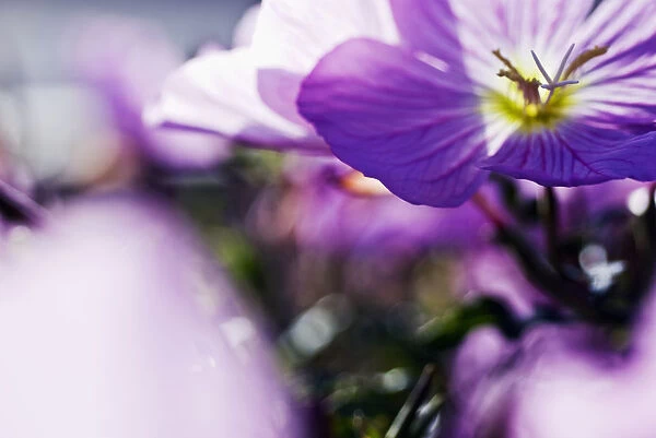 Hardy Geranium Mayflower, Close-Up Of Purple Blossoms