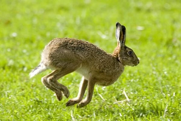 Hare Hopping In The Grass