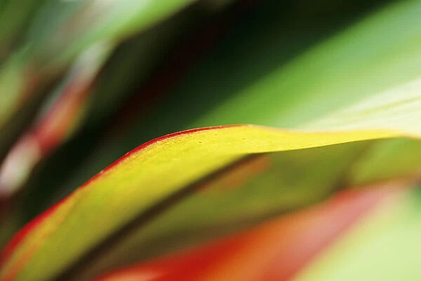 Hawaii, Abstract Close-Up Of Ti-Leaf