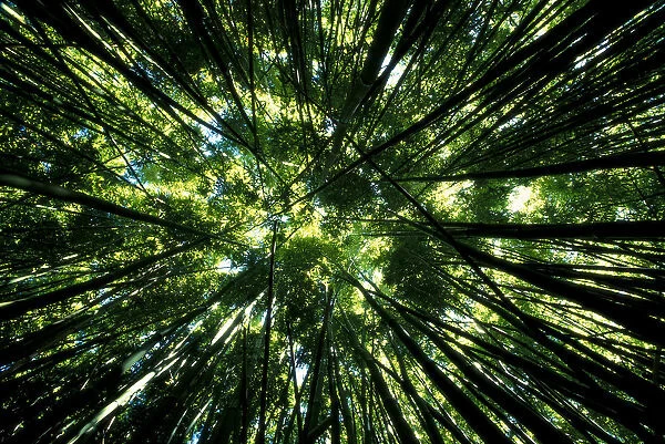 Hawaii, Bamboo Tree Forest, View Upward Toward Treetops B1625