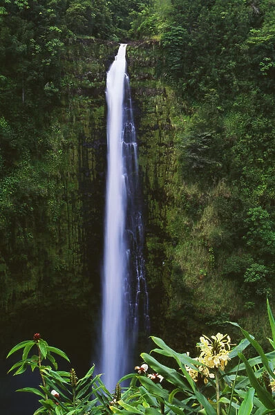 Hawaii, Big Island, Akaka Falls, Tropical Flowers Blooming In Foreground