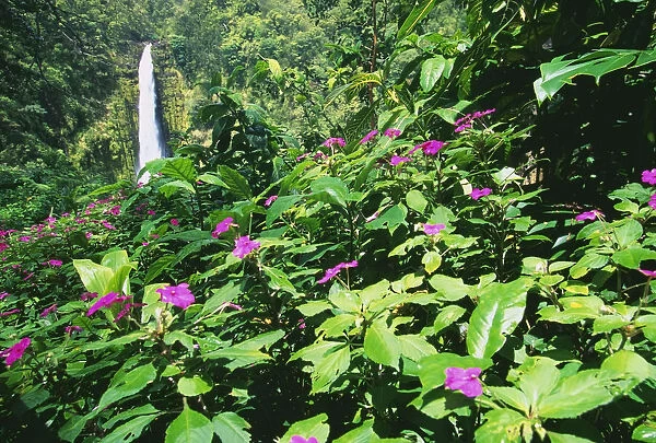 Hawaii, Big Island, Akaka Falls View Through Lush Greenery, Impatiens In Foreground