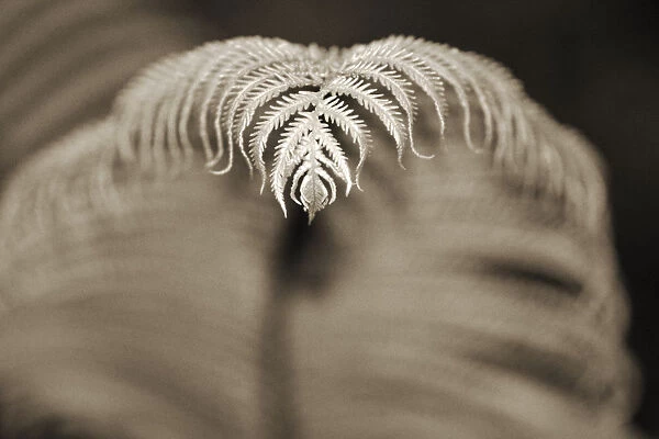 Hawaii, Big Island, Closeup of hapu u tree fern tip, Selective focus (black and white photograph)