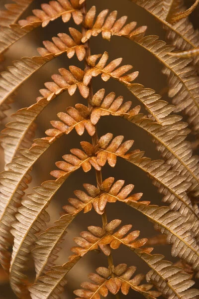 Hawaii, Big Island, Hawaii Volcanoes National Park, Fern and Ohia forest, detail of dried brown fern