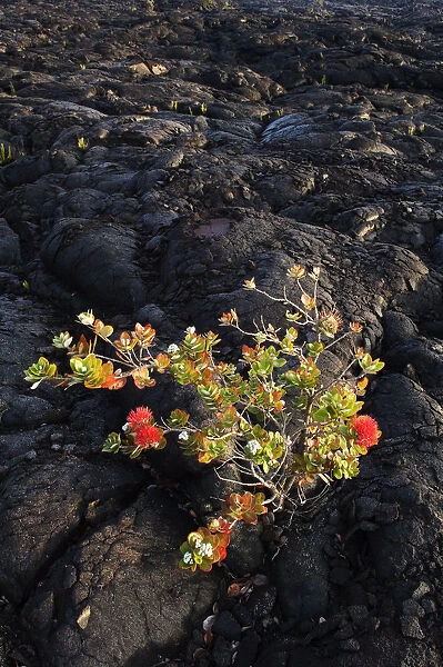 Hawaii, Big Island, Hawaii Volcanoes National Park, Chain Of Craters Road, Ohi a Lehua Tree Growing On Pahoehoe Lava Flow From Mauna Ulu Eruption