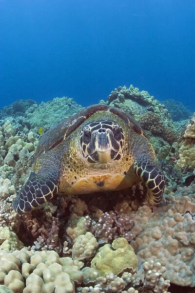 Hawaii, Big Island, Hawksbill Turtle (Eretmochelys Imbricata) Sitting On The Coral