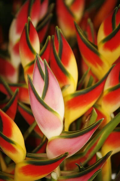 Hawaii, Big Island, Hilo, Close-Up Of Bunch Of Heliconia