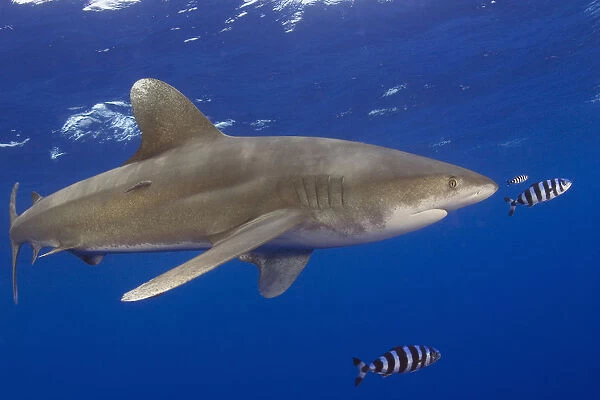 Hawaii, Big Island, Oceanic Whitetip Shark (Carcharhinus Longimanus) With Pilot Fish