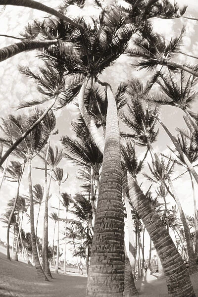 Hawaii, Big Island, South Kohala, Palm Grove, Trees twisted around each other (black and white photograph)