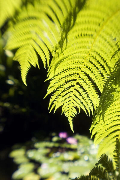 Hawaii, Close-Up Of Bright Green Hapu Ferns