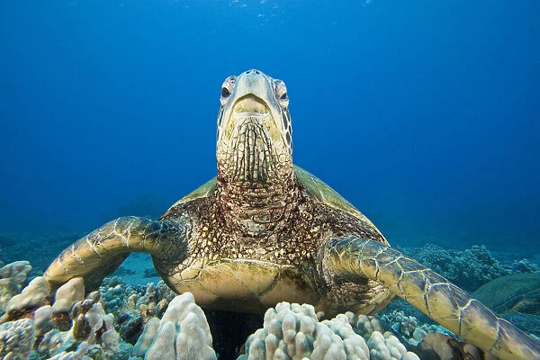 Hawaii, Close-Up Of Green Sea Turtle (Chelonia Mydas) On Reef
