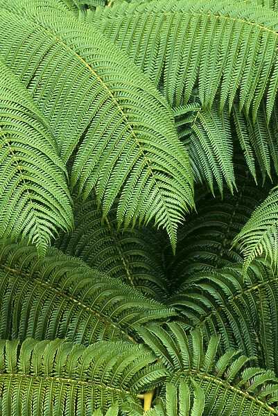 Hawaii, Close-Up Detail Of Hapuu Ferns On Plant, Environment A24D
