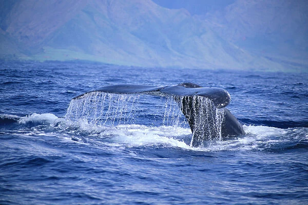 Hawaii, Close-Up Of Humpback Whale, Fluke (Megaptera Novaeangliae) A94H