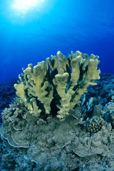 Hawaii, Close-Up Of Single Group Of Antler Coral Growing On Reef, Blue Water (Pocillopora Eydouxi)