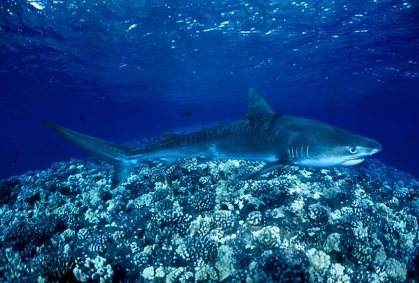 Hawaii, Close-Up Of Tiger Shark (Galeocerdo Cuvier) Shallow Reef