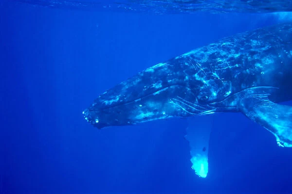 Hawaii, Close-Up Side View Of Humpback Whale (Megaptera Novaeangliae) Underwater