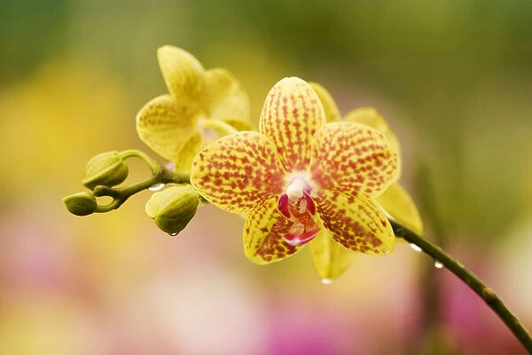 Hawaii, Close-Up Of Yellow Spotted Orchids With Dewdrops