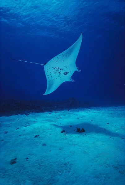 Hawaii, Common Manta Ray (Manta Alfredi) Swims Over Sand Bottom