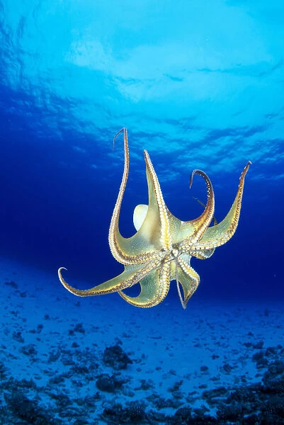 Hawaii, Day Octopus (Octopus Cyanea) Midwater With Sunburst, Underside B1935