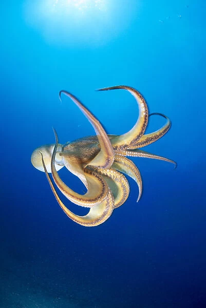 Hawaii, Day Octopus (Octopus Cyanea) Midwater With Sunburst B1908