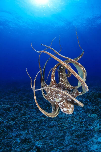 Hawaii, Day Octopus (Octopus Cyanea) Floating To Reef Bottom, Sunburst