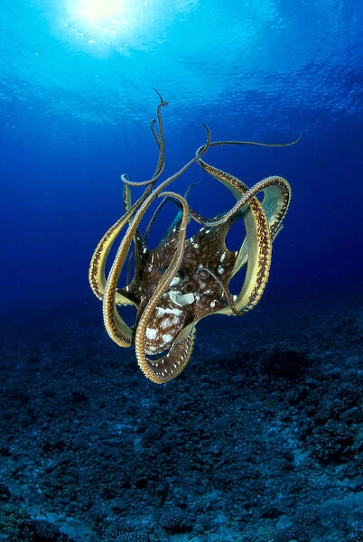 Hawaii, Day Octopus (Octopus Cyanea) Sunburst, B1930
