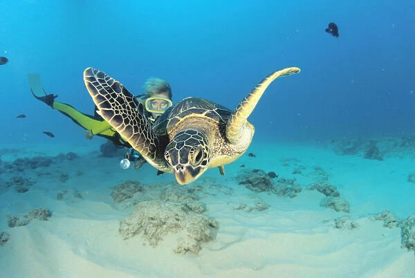 Hawaii, Diver And Green Sea Turtle (Chelonia Mydas) Swims Over Bottom