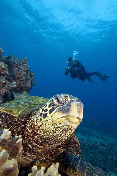 Hawaii, Diver Photographing Green Sea Turtle (Chelonia Mydas)