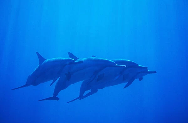 Hawaii, Dolphin Pod Swimming Together Underwater