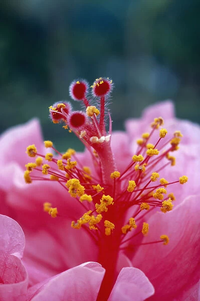 Hawaii, Extreme Close-Up Of Pistils And Stamens With Pollen, Hibiscus Hybrid Flower A23B