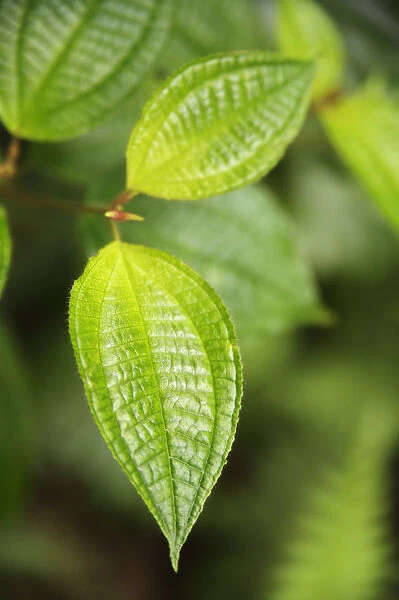 Hawaii, Extreme Close-Up Of Sunlit Green Leaves
