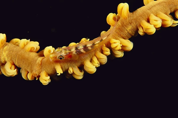 Hawaii, Goby (Bryaninops Yongei) On Wire Coral, Close Up, Black Background, Top View
