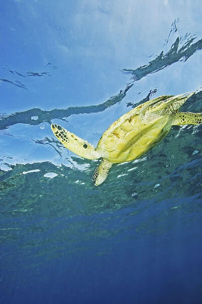 Hawaii, Green Sea Turtle (Chelonia Mydas) Swimming Near Surface