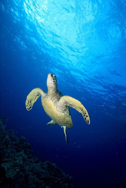 Hawaii, Green Sea Turtle (Chelonia Mydas) Swims Toward Surface B1918