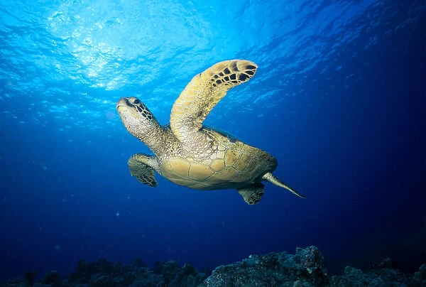 Hawaii, Green Sea Turtle (Chelonia Mydas) Swims Near Surface B1942