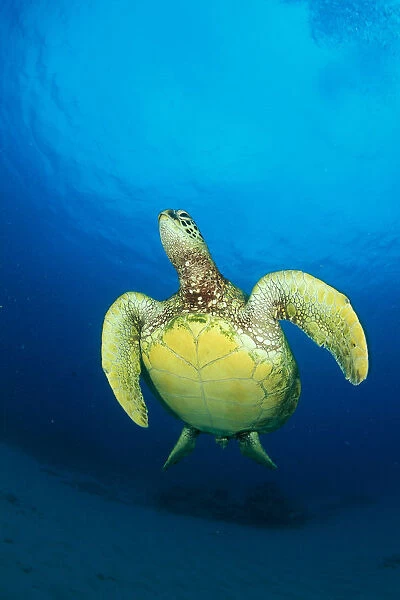 Hawaii, Green Sea Turtle (Chelonia Mydas) Swims To Surface, View Of Underside
