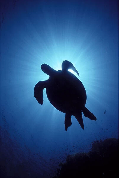 Hawaii, Green Sea Turtle Silhouetted, Sunburst (Chelonia Mydas) View From Below A77C