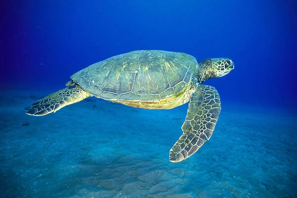 Hawaii, Green Sea Turtle Swims Midwater Clear Water, Sandy (Chelonia Mydas) A77D