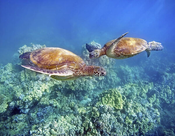 Hawaii, Two Green Sea Turtles, (Chelonia Mydas) An Endangered Species