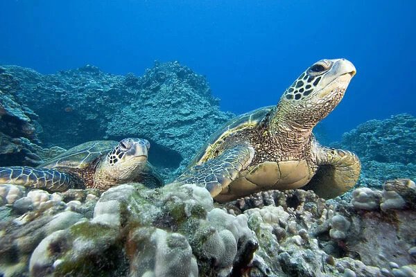 Hawaii, Two Green Sea Turtles (Chelonia Mydas) On Colorful Coral Reef