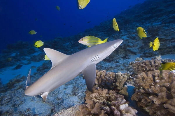 Hawaii, Grey Reef Shark (Carcharhinus Amblyrhynchos) Surrounded By Bright Yellow Fish At The Ocean Floor