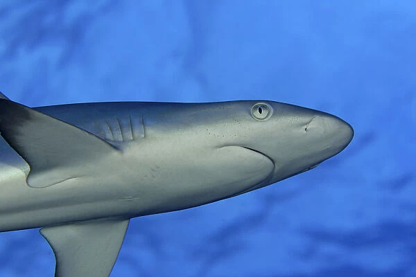 Hawaii, Grey Reef Shark (Carcharinus Amblyrhnchos) Viewed From Below