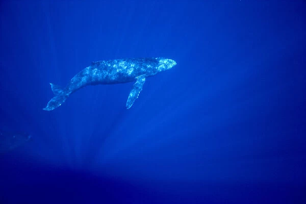 Hawaii, Humpback Whale (Megaptera Novaeangliae) Calf Underwater With Sunlight Reflections, Blue Background