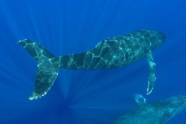 Hawaii, Two Humpback Whales (Megaptera Novaeangliae) Swimming In Deep Blue Ocean