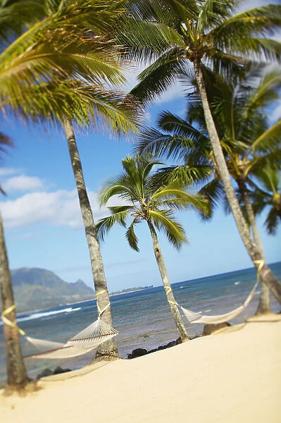 Hawaii, Kauai, Hanalei Bay Princeville, Two Hammocks Hang Between Palm Trees On Sandy Tropical Beach