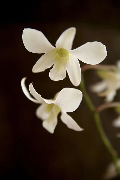 Hawaii, Kauai, White Orchid