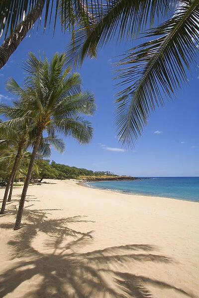 Hawaii, Lanai, Hulopoe Beach, Palm Trees And Shadows Along Sandy Beach And Turquoise Ocean