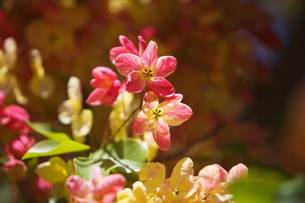 Hawaii, Maui, Close-Up Of Blossoms Of A Shower Tree